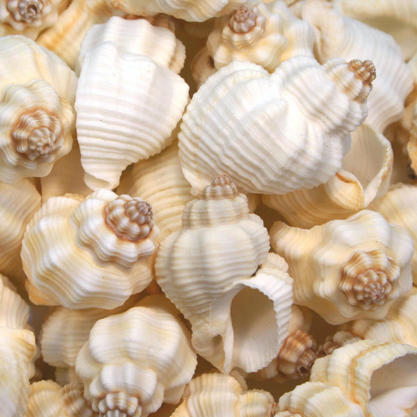 Creamy Beige Small Whelk Conch Shells - 1 Kg